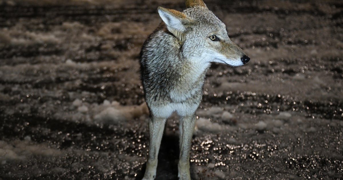 Hiker kills rabid coyote with bare hands following attack in Rhode Island  CBS News Hiker kills rabid coyote with bare hands following attack in Rhode Island  CBS News
