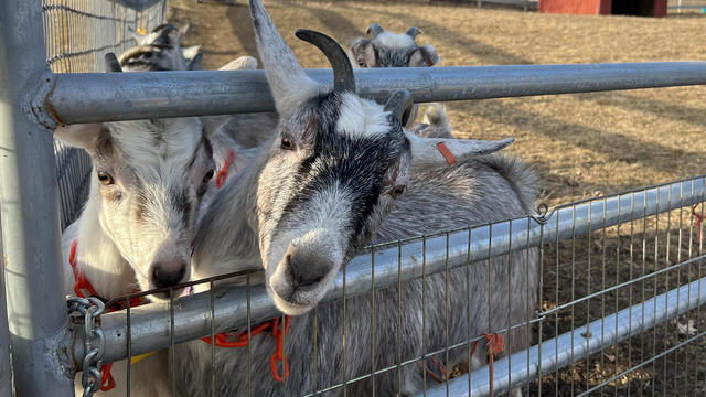 goats-farm.jpg 