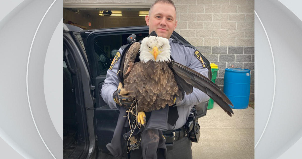 Pennsylvania State Police troopers help rescue bald eagle that was hit by car
