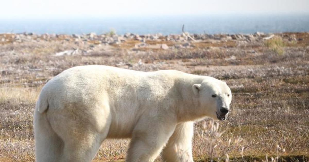 Полярните мечки, останали на сушата по-дълго, тъй като ледът се топи, са изправени пред по-голям риск от глад, казват изследователите