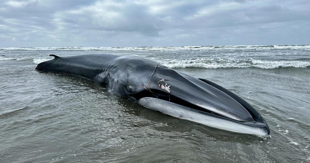 Massive endangered whale washes up on Oregon beach entangled, emaciated and covered in wounds from killer whales