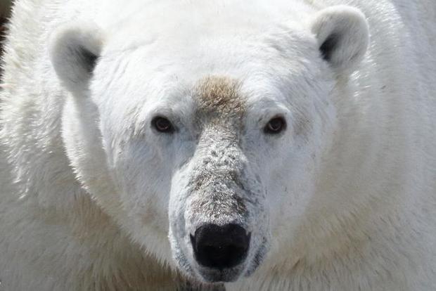 Polar bear in Western Hudson Bay region 
