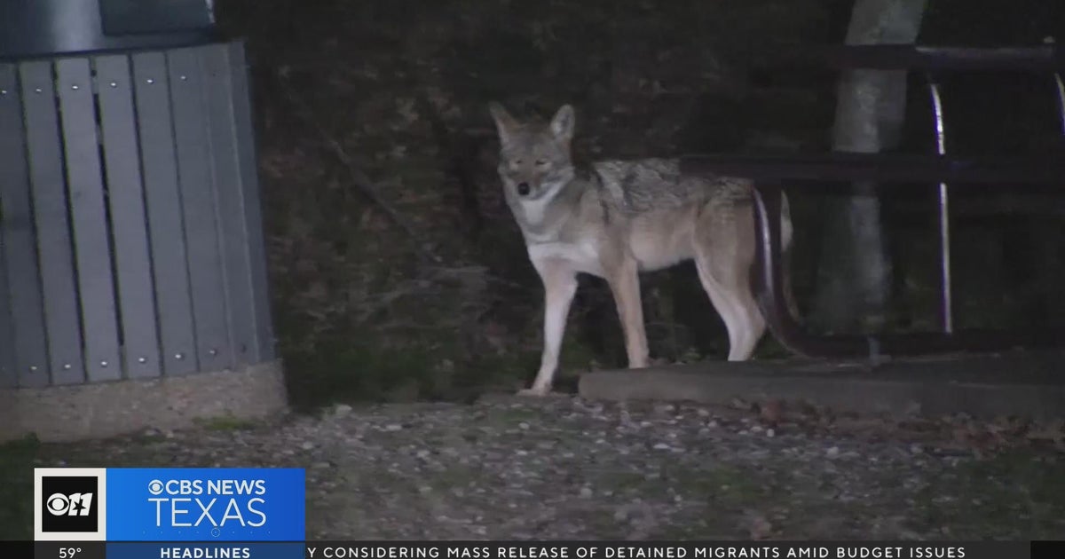 Multiple children bitten, park closed as coyotes elude authorities