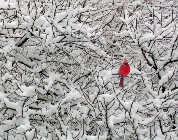melissa-swanson-big-lake-cardinal.jpg 