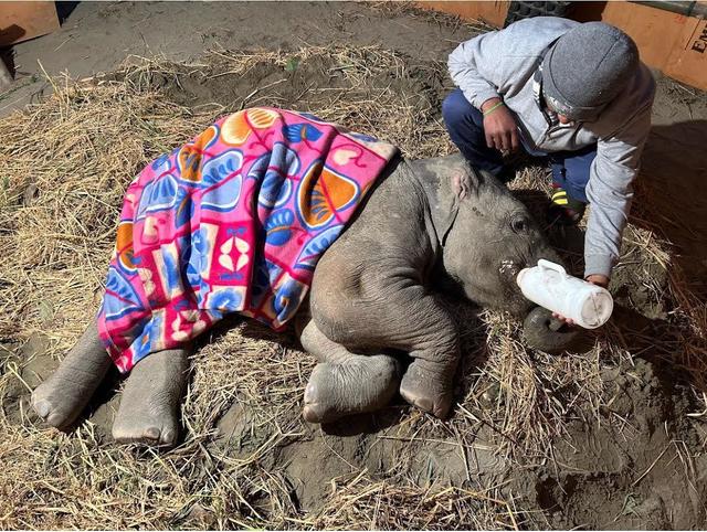 Rescuers work to get a baby elephant back on her feet after a train  collision that killed her mother - CBS News