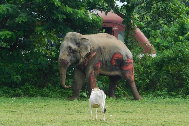 INDIA-ELEPHANT-RAILWAY-ACCIDENT 