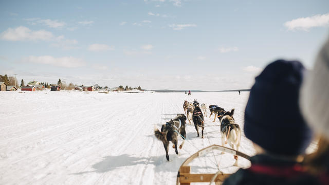 Brother and sister dogsledding during winter 
