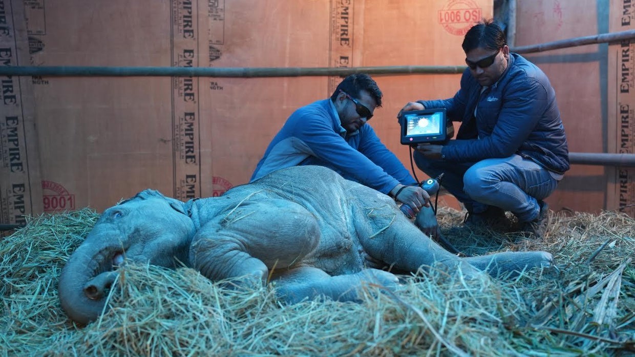 bani-elephant-rescue-india.jpg 
