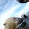 Polar bear equipped with camera collar reveals details of life in the melting Arctic