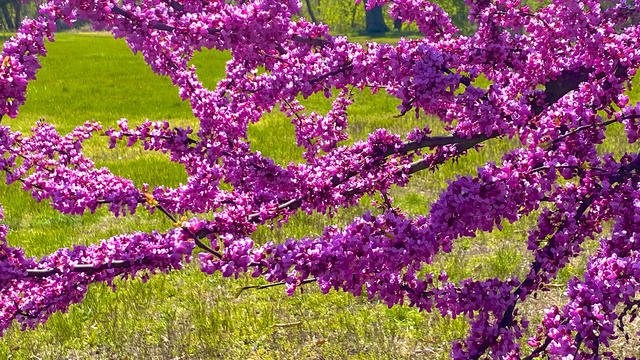 Close-up of Eastern Redbud in bloom 