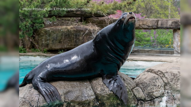 kdka-seahawk-sea-lion-pittsburgh-zoo.png 