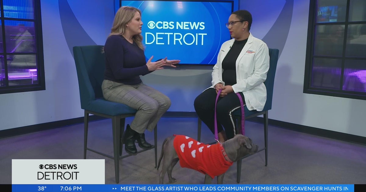 National Love Your Pet Day Metro Detroit veterinarian speaks on animal