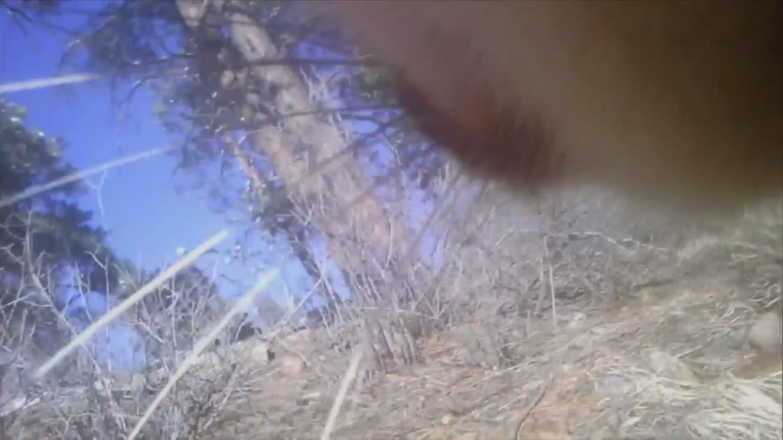 mountain-lion2.png 