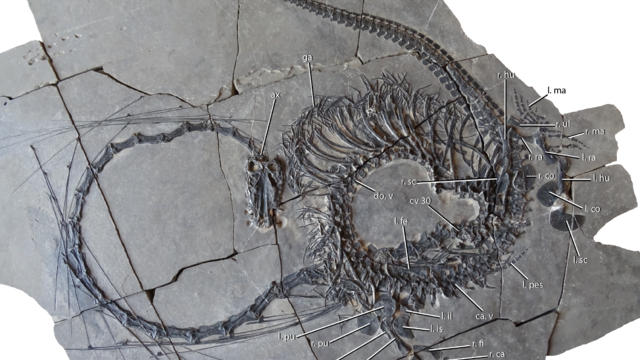 dinocephalosaurus-orientalis-image-c-national-museums-scotland-2.png 
