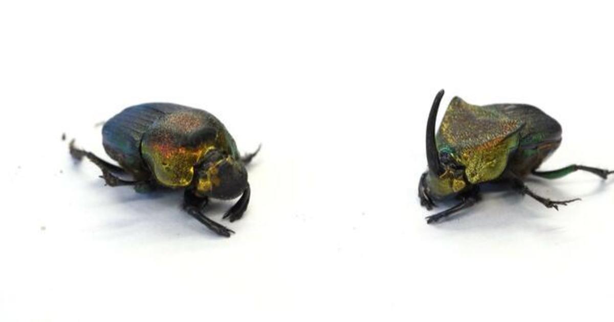 Те може да са малки, но насекомите управляват планетата, съставлявайки
