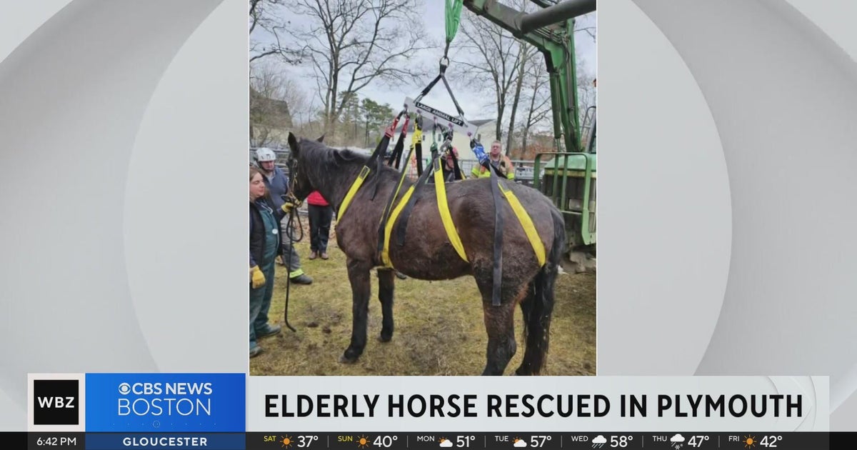 Elderly horse rescued after falling in Plymouth - CBS Boston