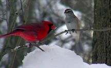 Extended Nature Video: Snowy woods 