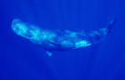 Sperm whale (Physeter macrocephalus), side view 