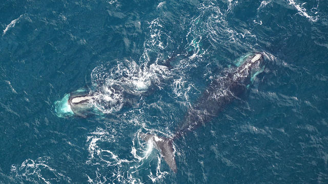 right-whales-channel.jpg 