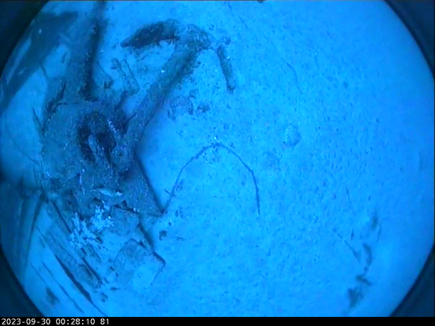 anchor-drop-camera-ss-nemesis-survey-by-rv-investigator-anchor-and-wobbegong-shark-csiro.png 