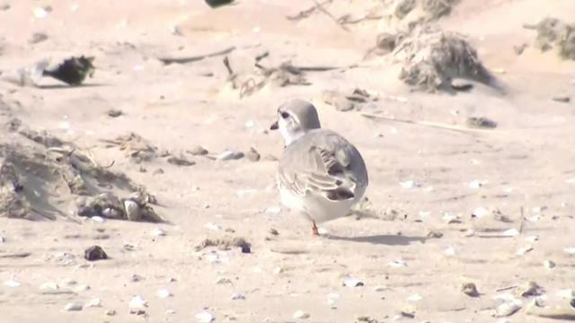 Piping Plovers.jpg 