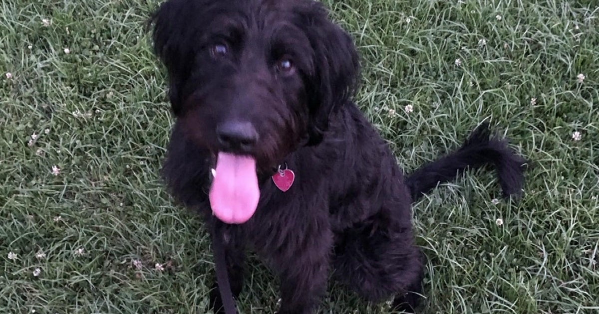 Canine can match some text with objects, review indicates Canine can match some text with objects, review indicates