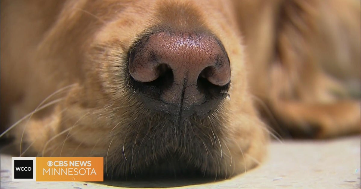 Can dogs sniff out “bad” people? CBS Minnesota