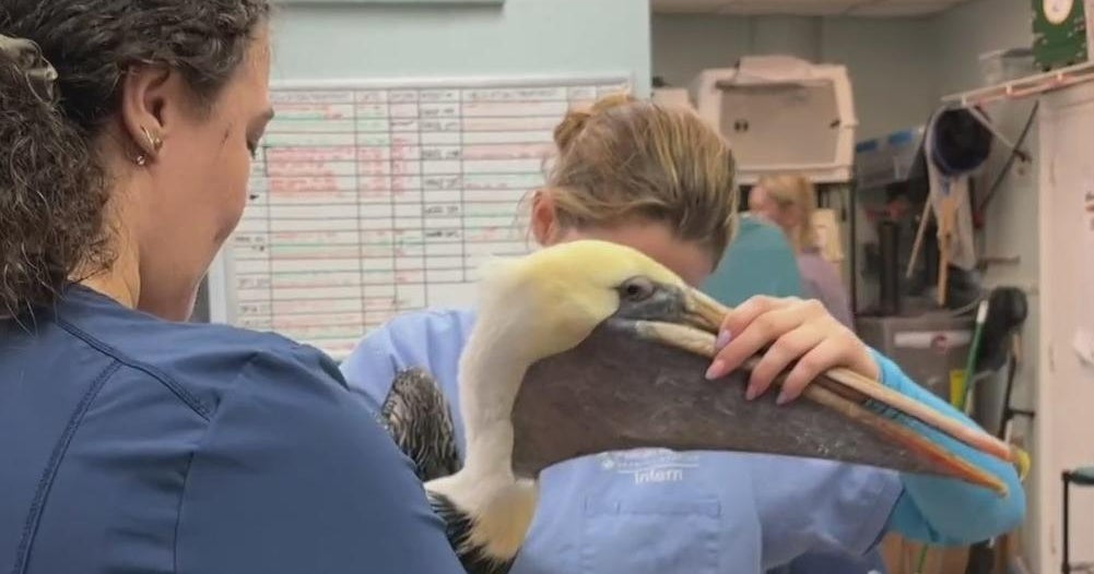 Pelican Harbor Seabird Station makes variations to treat developing selection of wildlife patients Pelican Harbor Seabird Station makes variations to treat developing selection of wildlife patients