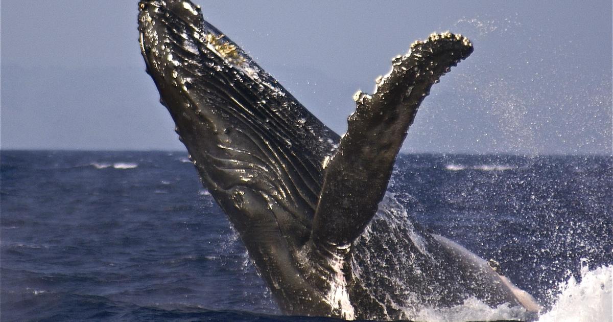 Отне десетилетия, за да се възстанови броят на гърбатите китове в северната част на Тихия океан. След това гореща вълна уби хиляди.