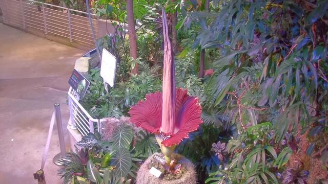 Corpse Flower at California Academy of Sciences 