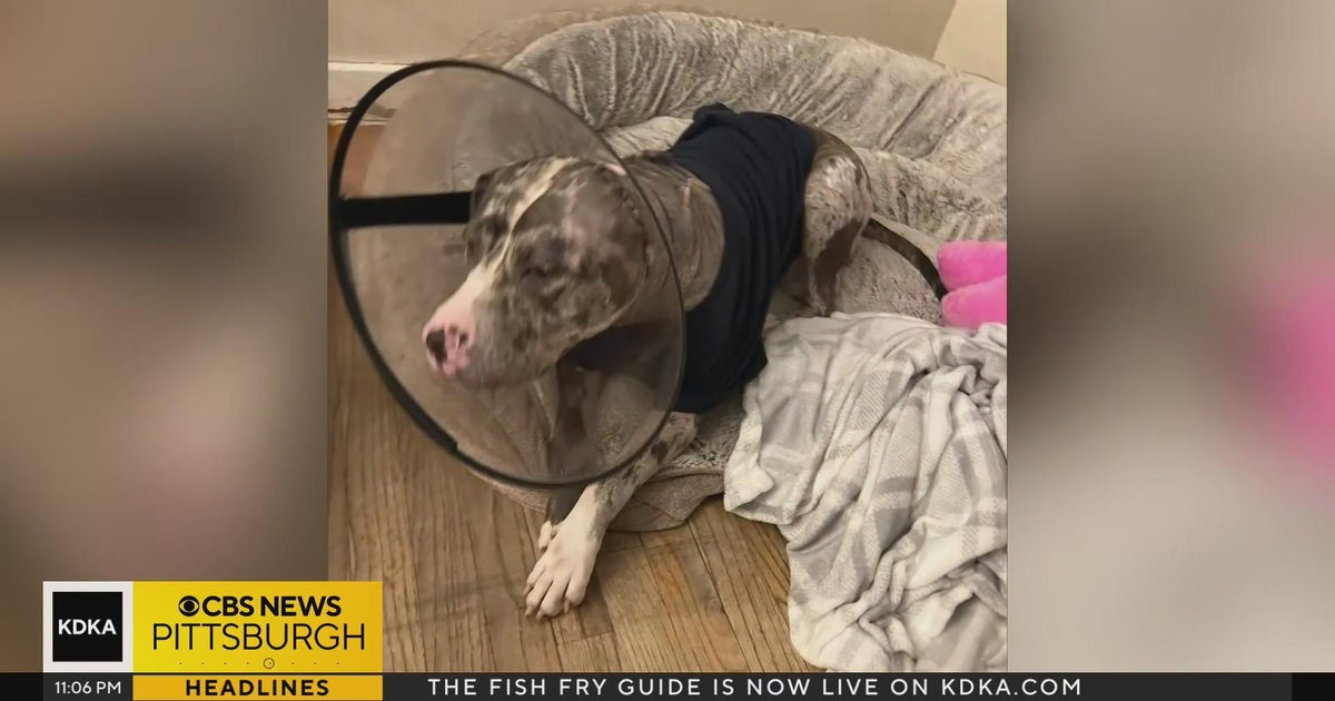 Owner of dog attacked in Aliquippa recalls what happened - CBS Pittsburgh