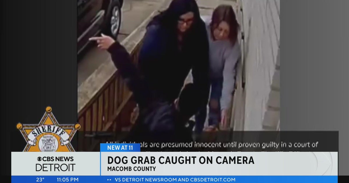 Police continue investigation after two women steal dog in Mount ...