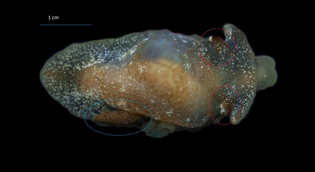 Researchers found a new species in the waters off of the U.K. — but they didn't realize it at first