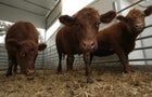 0302-satmo-sacredcows-livesay-2727712-640x360.jpg 