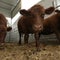 The unlikely role red cows play in war between Israel and Hamas