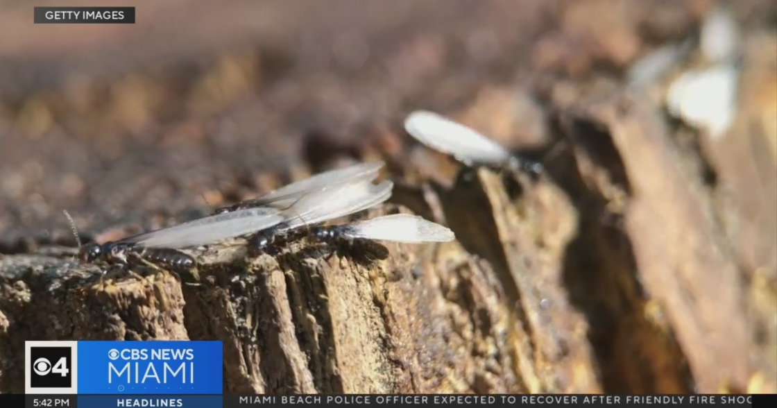 Termites difficulties: South Florida homeowner and industry experts say secure your property now Termites difficulties: South Florida homeowner and industry experts say secure your property now