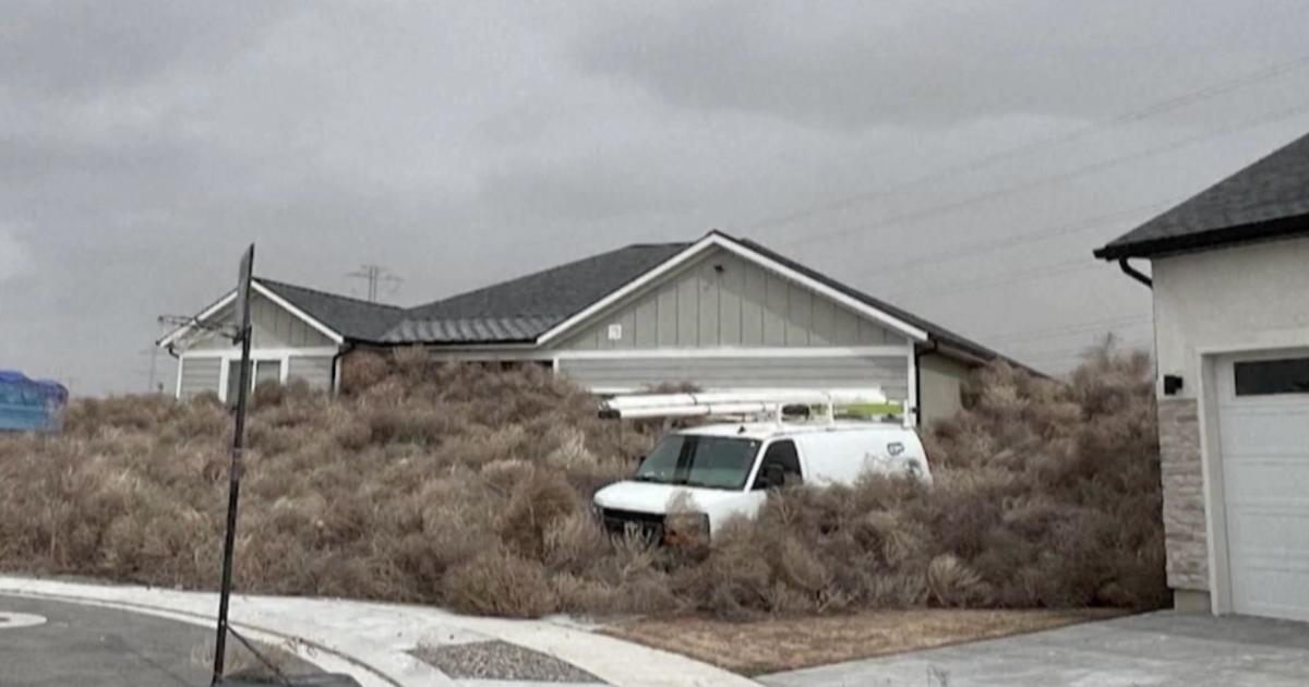 Tumbleweeds swarm homes, vehicles and roads in Utah