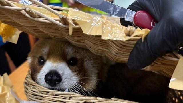 thailand-red-panda-smuggling.jpg 