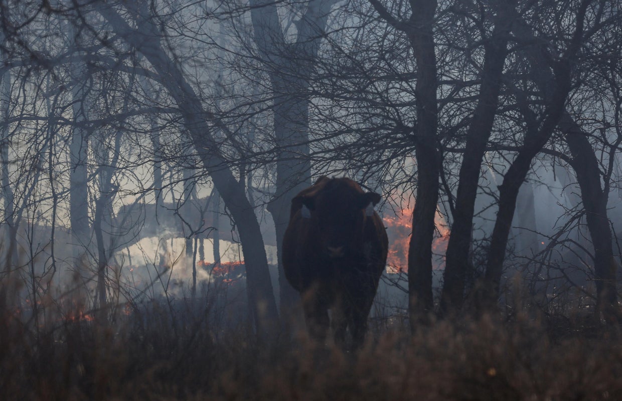 More than 7,000 cows have died in Texas Panhandle wildfires, causing a ...