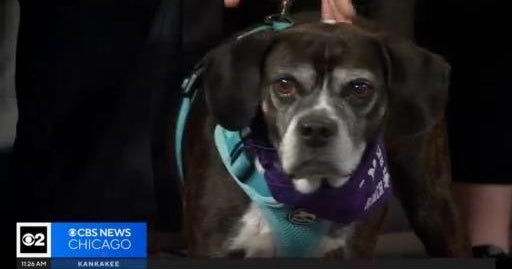 Pet Rescue Spotlight: Reach Rescue - CBS Chicago