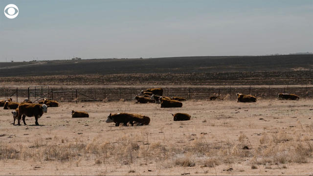 0308-texaswildfires-cattle.jpg 