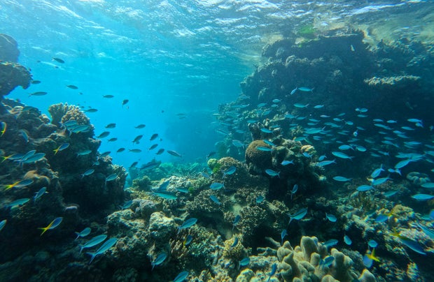 Efforts are underway to plant new coral along the Great Barrier Reef