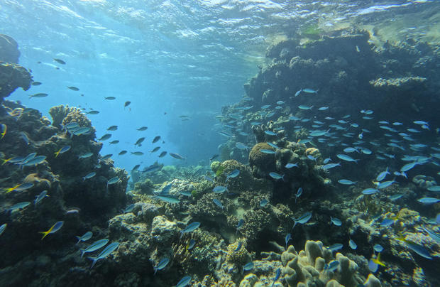 Efforts are underway to plant new coral along the Great Barrier Reef