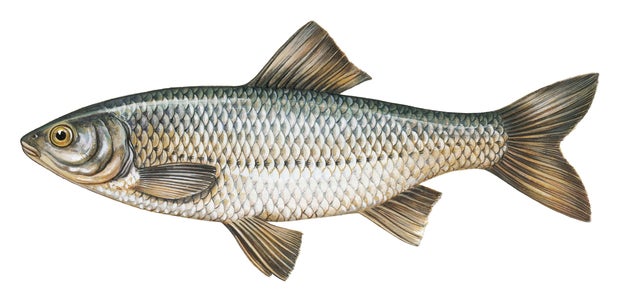 Danube Roach (Rutilus pigus), illustration