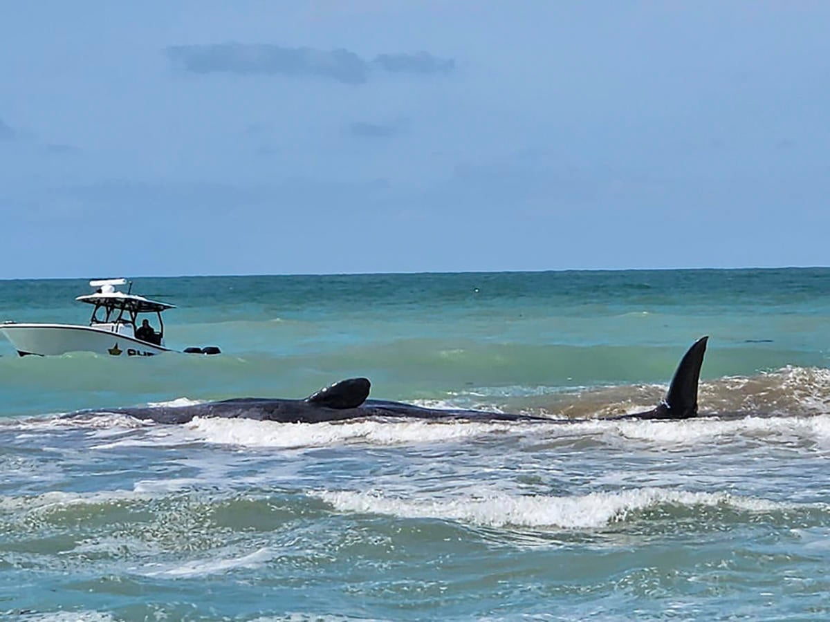 Beached Whale Florida 