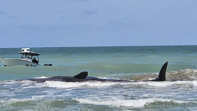 Beached Whale Florida 
