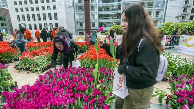 Tulip Day in Union Square 