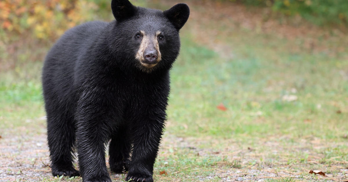 Black bears are emerging from dens in Massachusetts: Protect your