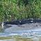 Florida man bitten by American crocodile in Everglades