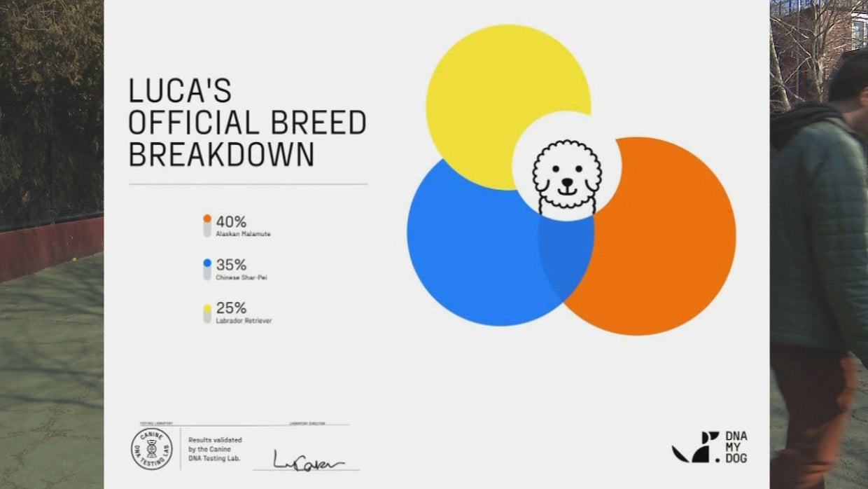 Pet DNA company sends back dog breed results from human sample a second ...